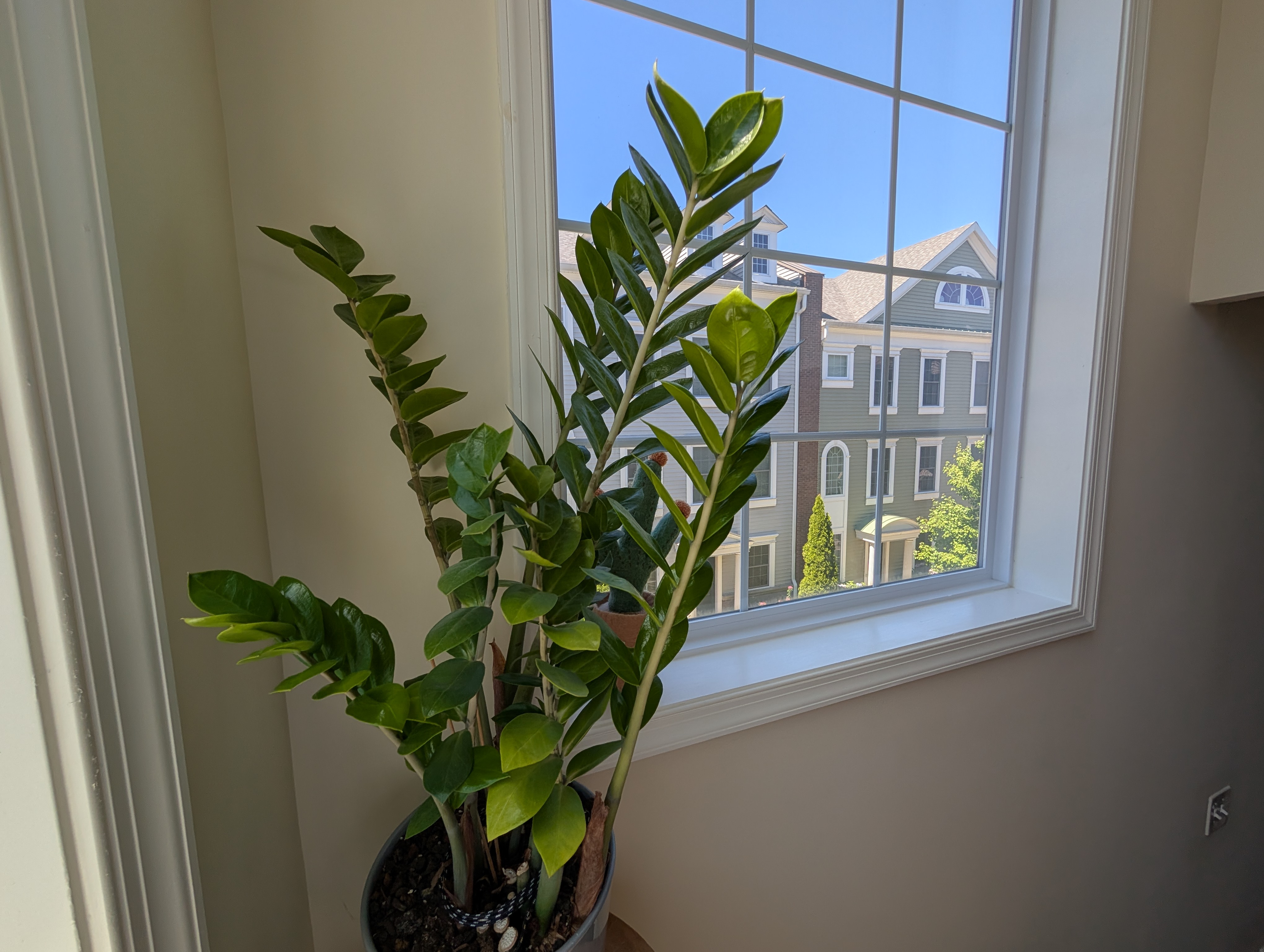 Window with view and plant